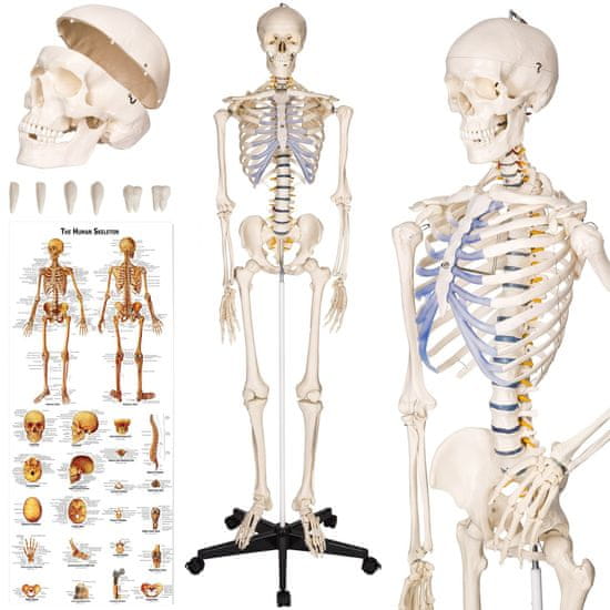 tectake Anatomický model lidská kostra 180 cm