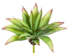 C7.cz Aloe zelená v27 cm (FB109933800)