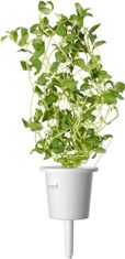 Click and Grow Smart Garden sazenice mix italských bylin