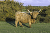 Plakát 60x40cm Kráva na venkově, Assaf Frank