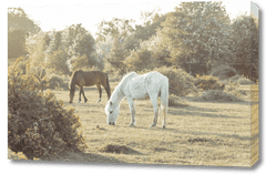 Obrázek na plátno 90x60cm Koně v New Forest, Assaf Frank