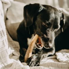 EXPLORER DOG Žvýkací jelení paroh M tvrdý