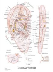MH Star Aurikuloterapie - plakát