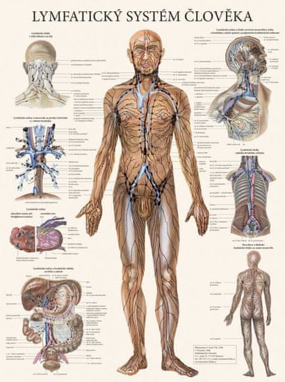 MH Star Lymfatický systém člověka - plakát