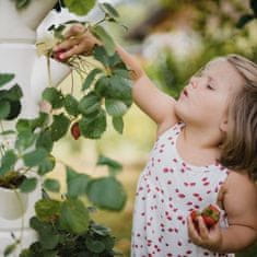 GUSTA GARDEN Jahodník, Květináč na Pěstování na balkoně, Květináč na Pěstování jahod, Jahody na balkoně | SISSI STRAWBERRY