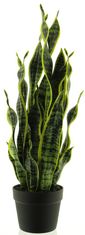 C7.cz Sansevieria v květináči zlutá/zelená V71 cm