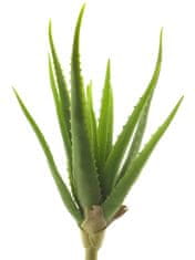 C7.cz Aloe vera zelená V41 cm