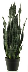 C7.cz Sansevieria v květináči zelená 71 cm