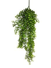C7.cz Temnotka ( Knoflíkovka) palaea rotundifolia závěsná zelená, délka 88 cm (N515011)