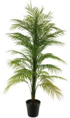 C7.cz Palma 'Areca' v květináči V140 cm