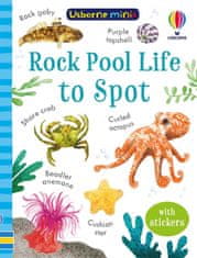 Usborne Rock Pool Life to Spot