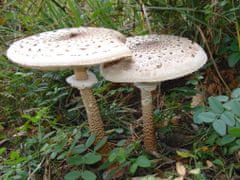 PLANTO Bedla vysoká (Macrolepiota procera) mycelium 750ml