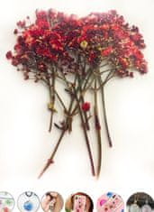 Kraftika Sušené květy šateru, nevěstin závoj, červené
