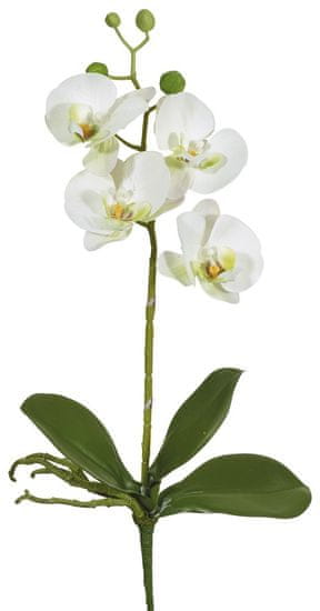 C7.cz Orchidej (phalaenopsis) s kořeny (x8) bílá v40 cm (FB206616102)