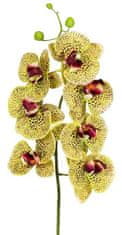 C7.cz Orchidej (phalaenopsis) (x10) zlutá v90 cm (FB206650807)