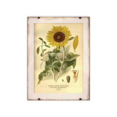 Vintage Posteria Retro plakát Slunečnice je tisk A4 - 21x29,7 cm