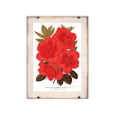 Vintage Posteria Plakát Rhododendron květ 1957. Ne A4 - 21x29,7 cm