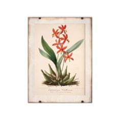 Vintage Posteria Plakát Květinový tisk Epidendrum Vitellinum Ne A2 - 42x59,4 cm