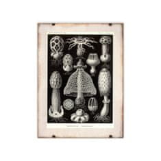 Vintage Posteria Retro plakát Mořské houby Ernst Haeckel Ne A2 - 42x59,4 cm