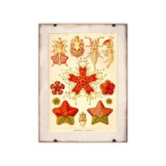 Vintage Posteria Retro plakát Asteridea Ernst Haeckel Ne A4 - 21x29,7 cm