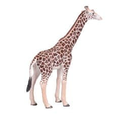Mojo Žirafa samec