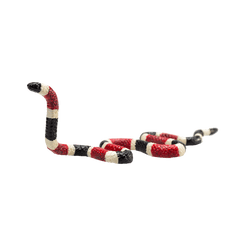 Mojo Korálovec had