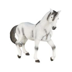 Mojo Andaluský kůň šedý