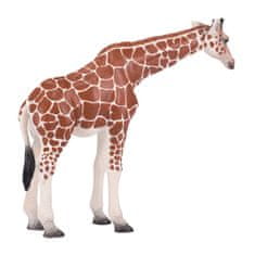Mojo Žirafa samice