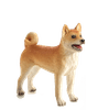 Pes shiba-inu