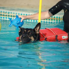 Outward Hound Plovací vesta Granby Splash oranžová S