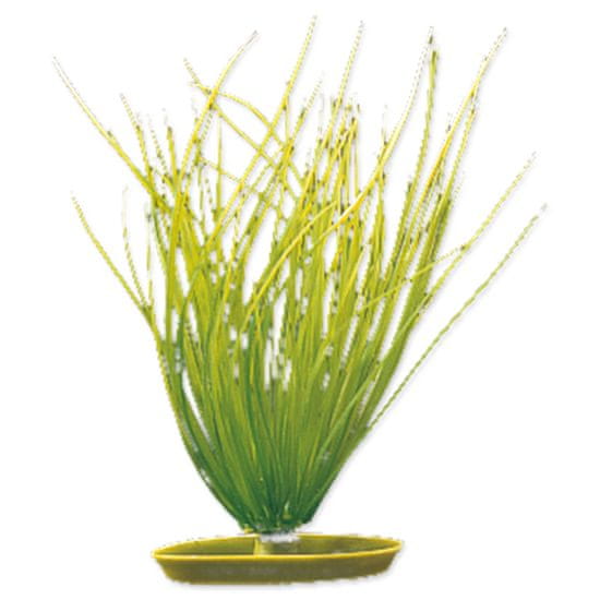 Hagen Rostlina MARINA Hairgrass 20 cm 1 ks