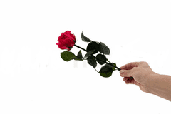Stabilizovaná růže se stonkem v dárkové krabičce 30cm - tmavě růžová