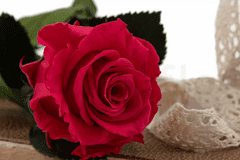 Stabilizovaná růže se stonkem v dárkové krabičce 30cm - tmavě růžová