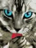 Výšivky Diamond Painting 5D Cat modré oči mozaika
