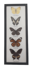 PETOS Trading Co. Obraz s motýli – Lemon Emigrant. Common Jay, Dark Blue Tiger, Common Tiger, Common Mormon