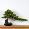 Pokojová dekorativní bonsai - Borovice (PN-3)