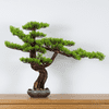 Pokojová dekorativní bonsai - Borovice (PN-34)