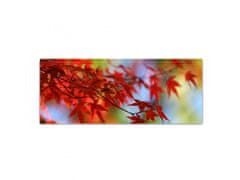 Glasdekor Obraz skleněný větev list červený javor - Rozměry-obdélník: 60 x 70 cm