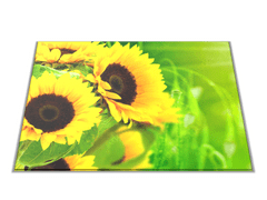 Glasdekor Skleněné prkénko květy slunečnice na zeleném - Prkénko: 30x20cm
