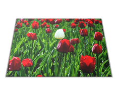 Glasdekor Skleněné prkénko červený a bílý tulipán - Prkénko: 30x20cm