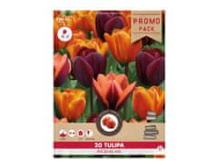 Ceramicus Směs PROMO tulipán triumph PHOENIX MIX 20ks