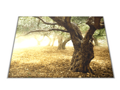 Glasdekor Skleněné prkénko strom olivovník - Prkénko: 30x20cm