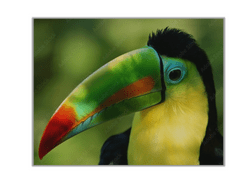 Glasdekor Obraz skleněný papoušek tukan - Rozměry-obdélník: 60 x 100 cm