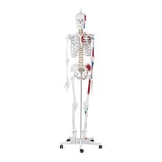 shumee Anatomický model lidské kostry 180 cm + anatomický plakát