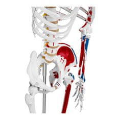 shumee Anatomický model lidské kostry 180 cm + anatomický plakát