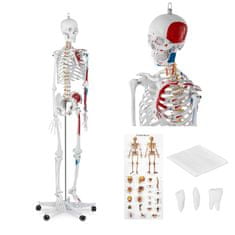 Greatstore Anatomický model lidské kostry 180 cm + anatomický plakát