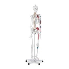 Greatstore Anatomický model lidské kostry 180 cm + anatomický plakát