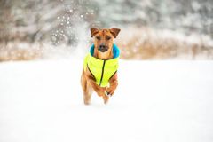 Doggy Ultralehká podzimně-zimní bunda, teplé oblečky pro psy AiryVest 4 velikosti a 2 barevná provedení, XS