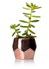 ModernHome Květináč Daisi Rose Gold 8 Cm