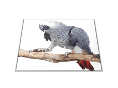 Glasdekor Skleněné prkénko papoušek Žako bílý podklad - Prkénko: 40x30cm